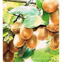 Best-Selling New Crop Exportação de boa qualidade Fresh Kiwi Fruit